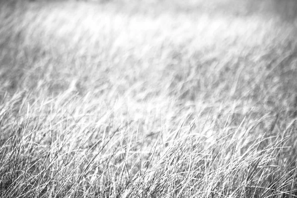 Desenfoque hierba abstracta como fondo — Foto de Stock