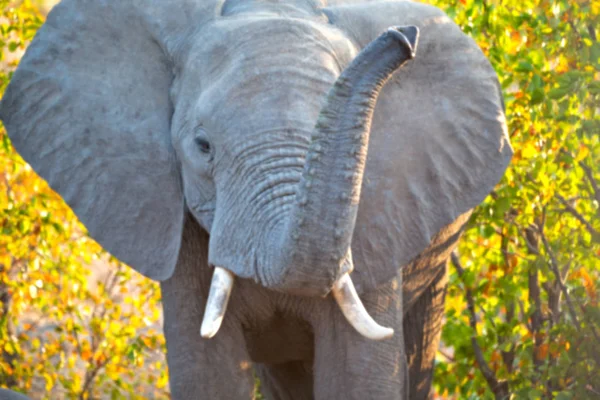 In south africa     wildlife  nature  reserve and   elephant — Stock Photo, Image