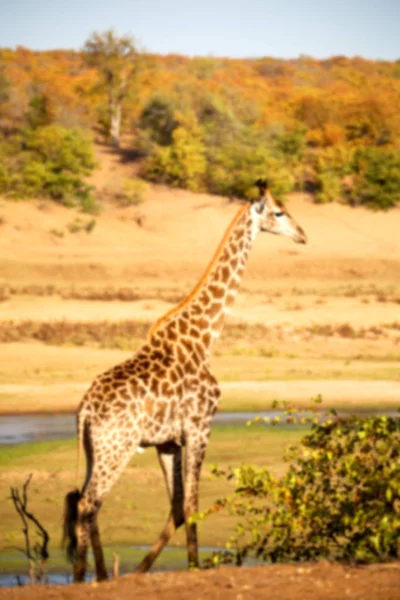 Güney Afrika yaban hayatı rezerv ve zürafa — Stok fotoğraf