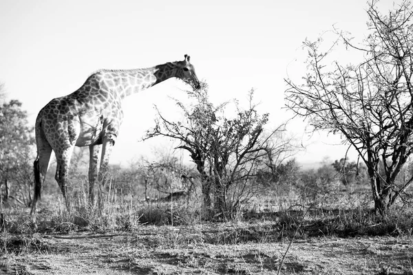 Na África do Sul reserva de vida selvagem e girafa — Fotografia de Stock