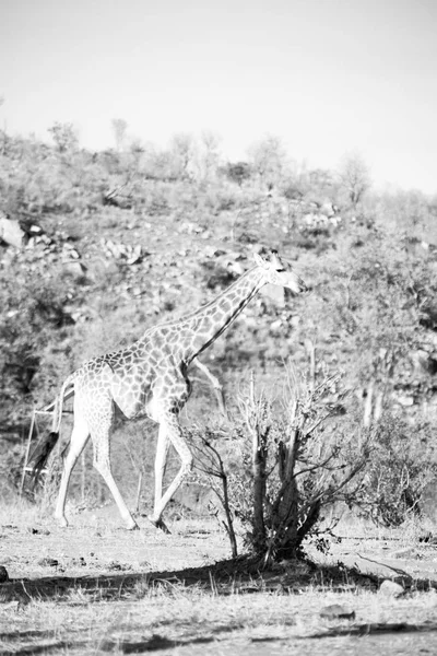 I Sydafrika viltreservat och giraff — Stockfoto