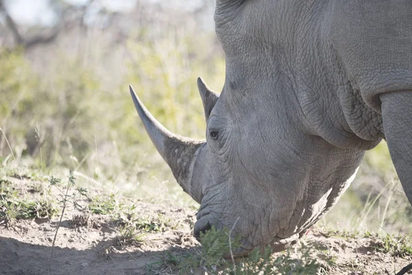 In Sudafrica riserva naturale e rinoceronte — Foto Stock