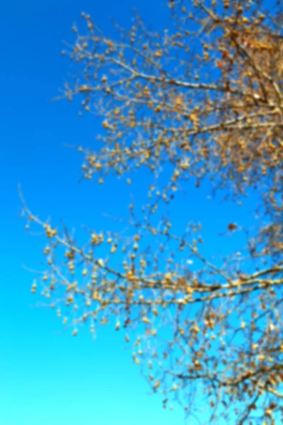 Vecchio albero e i suoi rami nel cielo limpido — Foto Stock