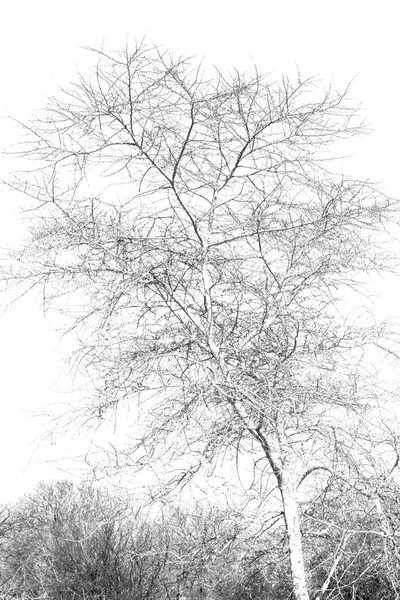 Gamla träd och hans grenar i den klara himlen — Stockfoto
