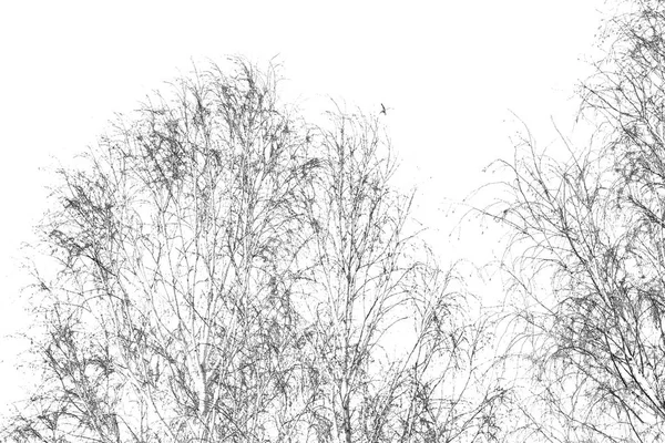 Ένα παλιό δέντρο και τα κλαδιά στον καθαρό ουρανό — Φωτογραφία Αρχείου