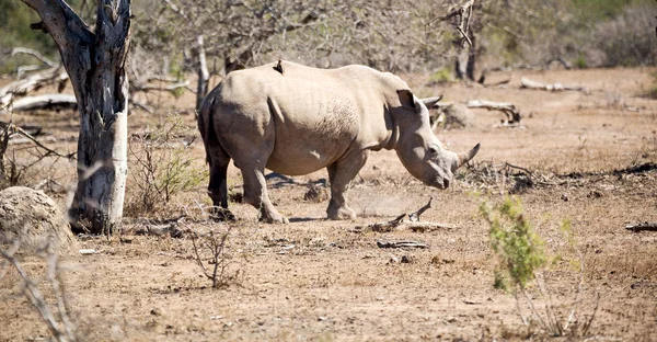 Na África do Sul reserva de vida selvagem e rinoceronte — Fotografia de Stock