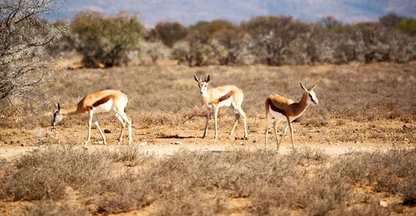 Wild impala in de winter bush — Stockfoto