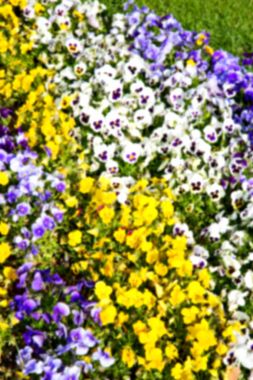 renk bulanıklık bahar çiçek ve Bahçe 