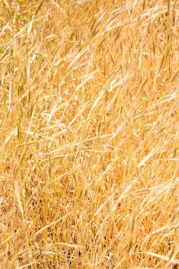 İran'da çiftlik ekili