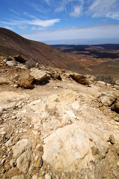 Ocean Atlantycki kwiat roślin drewna bush los volcanes rock st — Zdjęcie stockowe