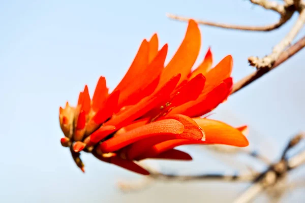 Primo piano di pianta di fiore e cielo limpido — Foto Stock