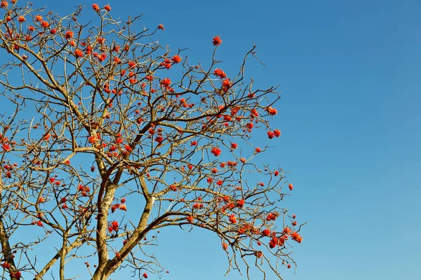 Perto da planta de flor e céu claro — Fotografia de Stock