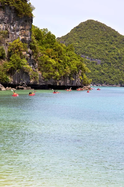 Linia Brzegowa Zielonej Laguny Drzewo Południowej Chiny Tajlandia Kho Phangan — Zdjęcie stockowe