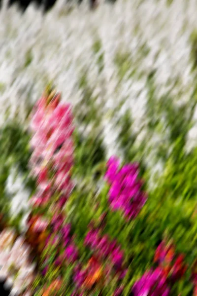 Blur Spring Colors Flowers Garden — Stock Photo, Image