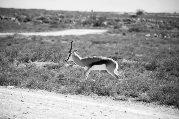 Impala sauvage dans la brousse d'hiver — Photo