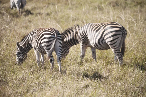 V Jižní Africe přírody chráněné krajinné oblasti a zebra — Stock fotografie