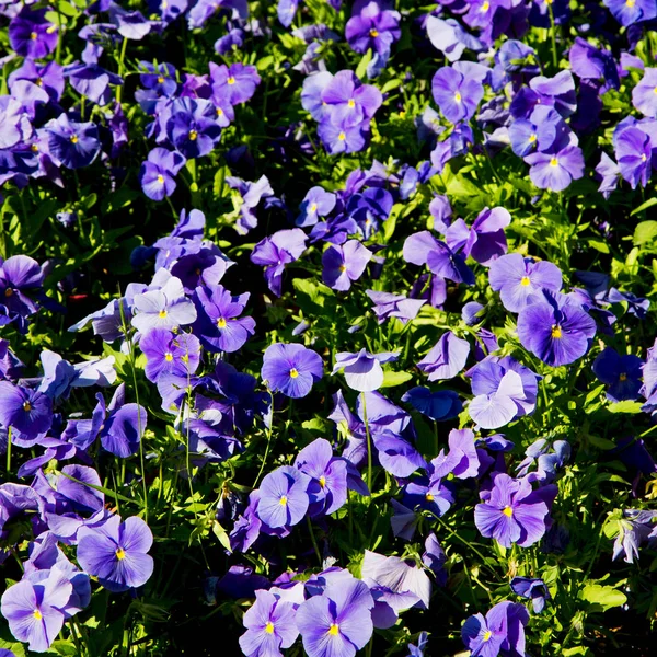 Borrão Nas Cores Primavera Flores Jardim — Fotografia de Stock