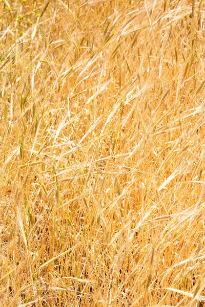 En la explotación cultivada de Irán — Foto de Stock