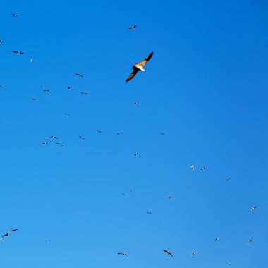 Umman kuşlar, gökyüzü