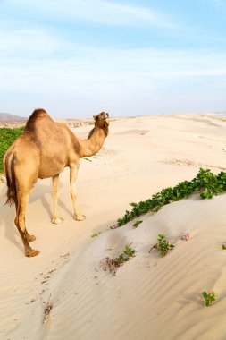 Umman boş çeyreğinde çöl ücretsiz dromedary denize yakın