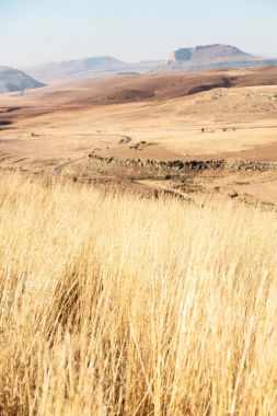   Güney Afrika'da kara çalı ve ağaç 