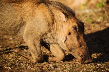 Güney Afrika yaban hayatı rezerv ve yaban domuzu