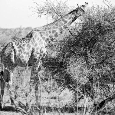 Güney Afrika yaban hayatı rezerv ve zürafa