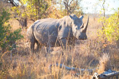   Güney Afrika yaban hayatı rezerv ve gergedan