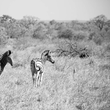   Güney Afrika yaban hayatı doğa rezerv ve zebra