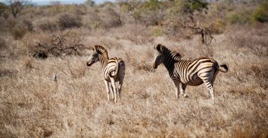   Güney Afrika yaban hayatı doğa rezerv ve zebra