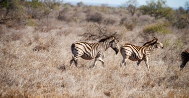   Güney Afrika yaban hayatı doğa rezerv ve zebra
