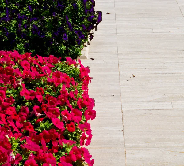 Wiosennych Kolorach Oman Kwiatów Ogród — Zdjęcie stockowe