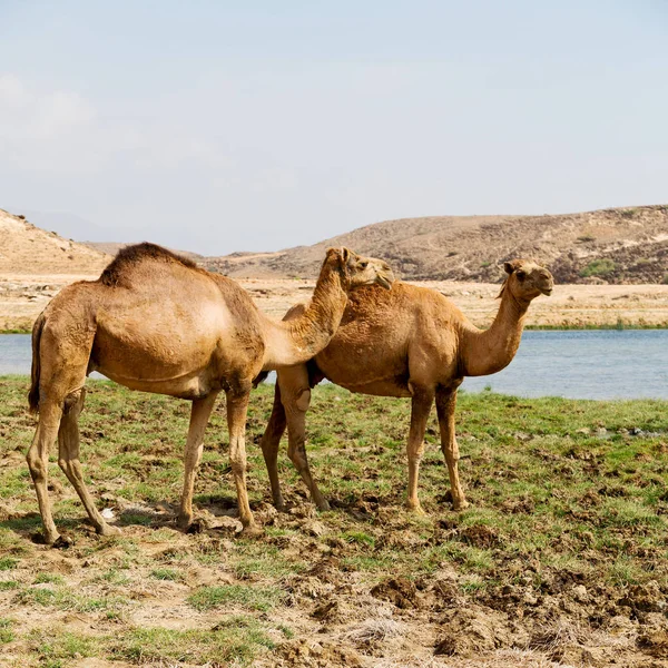 Oman Tom Fjärdedel Öknen Gratis Dromedar Nära Havet — Stockfoto