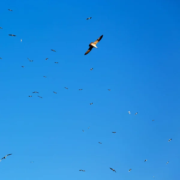 In oman the sky   of birds — Stock Photo, Image