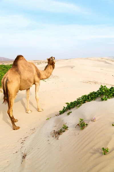 Em oman vazio quarto de deserto um dromedário livre perto do mar — Fotografia de Stock