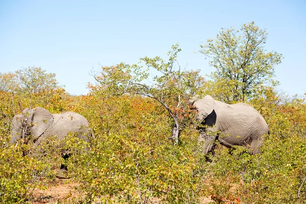 En Afrique du Sud réserve naturelle sauvage et éléphant — Photo