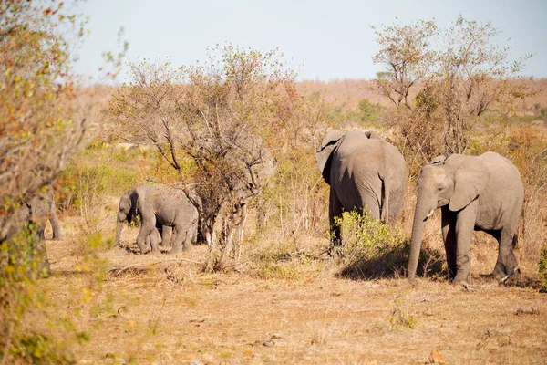 En Sudáfrica reserva natural de vida silvestre y elefante — Foto de Stock