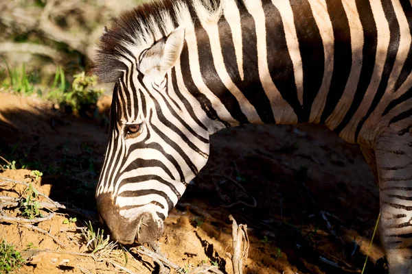 Güney Afrika yaban hayatı doğa rezerv ve zebra — Stok fotoğraf