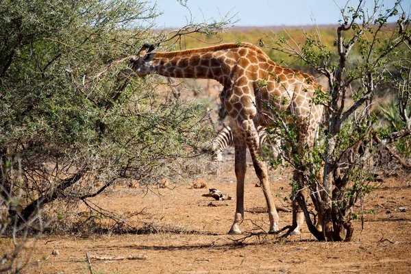 In Sudafrica riserva faunistica e giraffa — Foto Stock