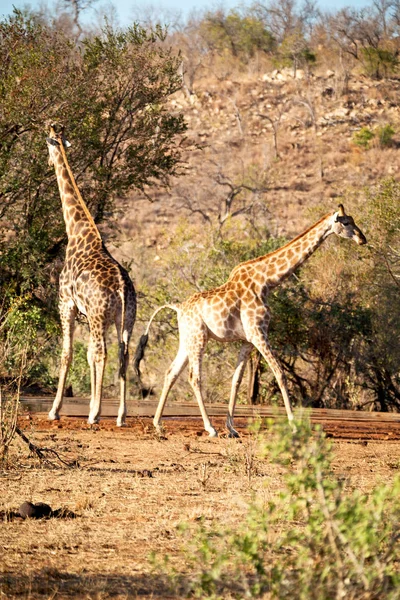in south africa    wildlife   reserve and       giraffe