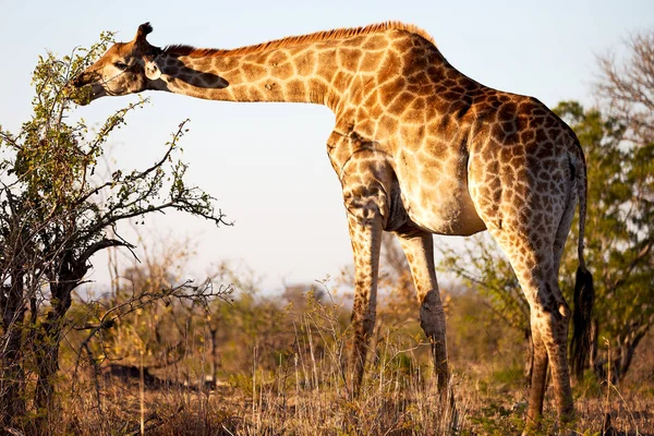 In south africa    wildlife   reserve and       giraffe — Stock Photo, Image