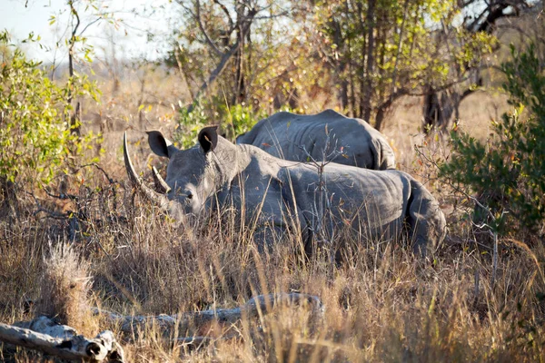 В южноафриканском заповеднике дикой природы и носороге — стоковое фото