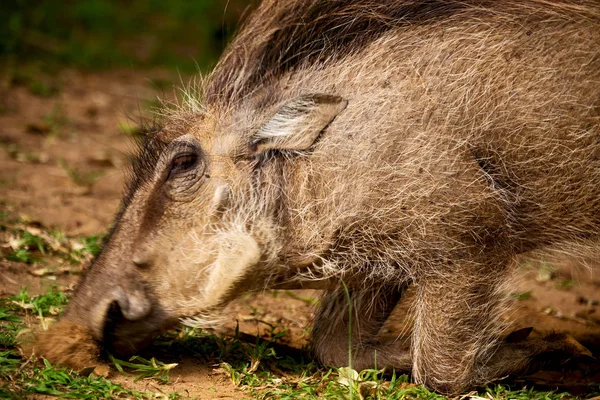 stock image  in south africa     wildlife    reserve and   warthog