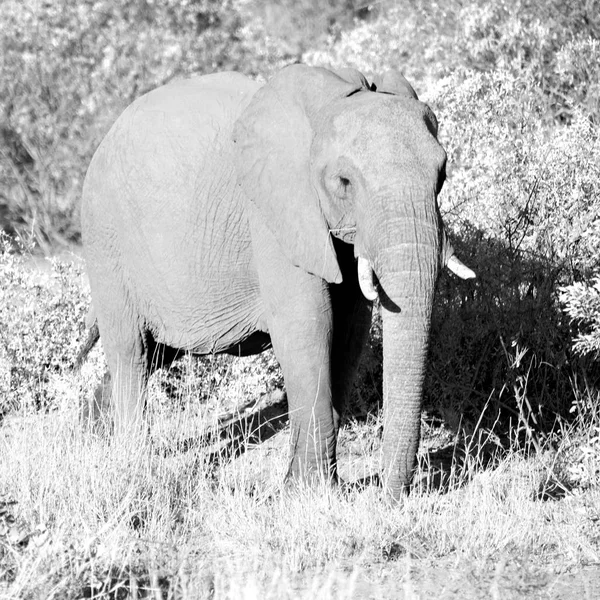 In Zuid-Afrika Wild nature reserve en olifant — Stockfoto