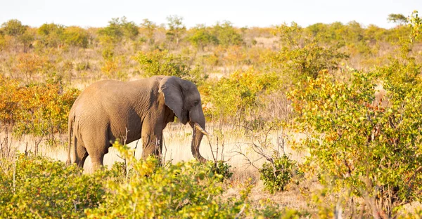 En Afrique du Sud réserve naturelle sauvage et éléphant — Photo