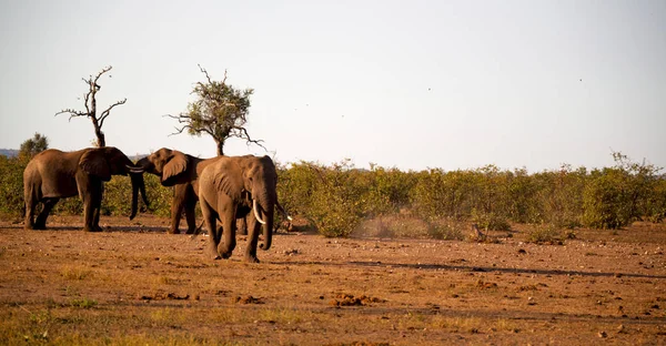 南アフリカの野生動物の自然保護区で象 — ストック写真