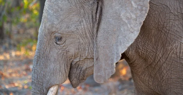 A Dél-afrikai vadon élő állatok természetvédelmi terület és az elefánt — Stock Fotó