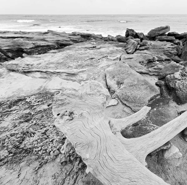 In south africa    branch dead  tree coastline — Stock Photo, Image