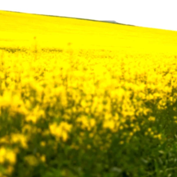 In Sudafrica primo piano del campo di colza — Foto Stock