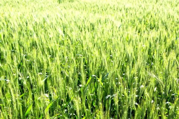 Desenfoque Hierba Granja Cultivada Iran Trigo Natural Verde Saludable — Foto de Stock